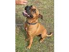 Adopt Eastwood a Red/Golden/Orange/Chestnut Mixed Breed (Large) / Mixed dog in
