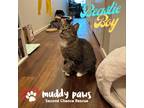 Adopt Beastie Boy a Tan or Fawn Tabby Domestic Shorthair (short coat) cat in