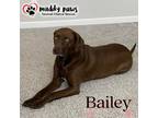 Adopt Bailey (Courtesy Post) a Labrador Retriever dog in Council Bluffs