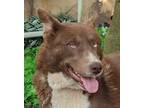 Adopt Jelly Bean (Middle East) nvs a Brown/Chocolate Border Collie / Husky dog
