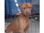 Adopt Taylor a Brown/Chocolate Labrador Retriever / Mixed Breed (Medium) dog in