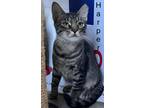 Adopt HARPER a Egyptian Mau (short coat) cat in Calimesa, CA (37538065)