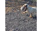 Spinone Italiano Puppy for sale in Plain City, UT, USA