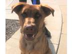 Adopt Amber a Labrador Retriever, German Shepherd Dog