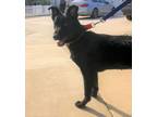 Adopt Sloan a Labrador Retriever, German Shepherd Dog