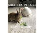 Adopt Gidget & Duffy a Bunny Rabbit