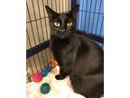 Adopt Hippy a Domestic Short Hair