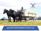 Percheron Draft Mare Team for Sale