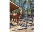 American Saddlebred Gelding