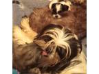 Shih Tzu Puppy for sale in Cordova, AL, USA