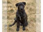 American Pit Bull Terrier Mix DOG FOR ADOPTION RGADN-1094619 - JOEL MILLER - Pit
