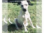American Pit Bull Terrier-Catahoula Leopard Dog Mix DOG FOR ADOPTION