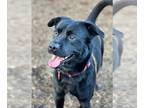 Australian Kelpie Mix DOG FOR ADOPTION RGADN-1105044 - Deacon - Black Labrador