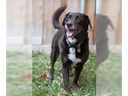 Collie-Labrador Retriever Mix DOG FOR ADOPTION RGADN-1160929 - Tika - Labrador