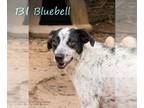 Feist Terrier Mix DOG FOR ADOPTION RGADN-1160931 - Bluebell - Feist / Mixed