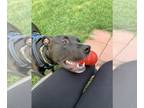 American Pit Bull Terrier-Labrador Retriever Mix DOG FOR ADOPTION RGADN-1160939