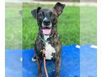 American Pit Bull Terrier-Plott Hound Mix DOG FOR ADOPTION RGADN-1160940 -