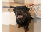 Rottweiler DOG FOR ADOPTION RGADN-1160944 - Sherman - Rottweiler Dog For