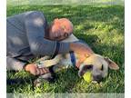 American Staffordshire Terrier-Great Dane Mix DOG FOR ADOPTION RGADN-1160960 -