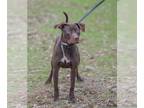 Labrador Retriever Mix DOG FOR ADOPTION RGADN-1160965 - Rumpelstiltskin -