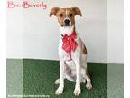 Jack Russell Terrier Mix DOG FOR ADOPTION RGADN-1160987 - Beverly - Jack Russell