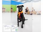 Greyhound-Labrador Retriever Mix DOG FOR ADOPTION RGADN-1160999 - Bruno -
