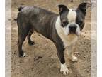 Boston Terrier DOG FOR ADOPTION RGADN-1161002 - Ace - Boston Terrier (short