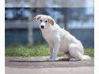 Great Pyrenees DOG FOR ADOPTION RGADN-1161014 - Po - Great Pyrenees (long coat)