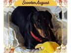 Dachshund DOG FOR ADOPTION RGADN-1161029 - Scooter August - Dachshund (short