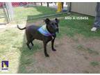 Adopt MILO a Black - with White American Staffordshire Terrier / Mixed dog in
