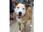 Adopt Rogue a Pit Bull Terrier dog in Milton, DE (37373488)