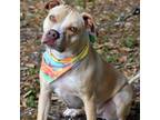 Adopt LUNA a Tan/Yellow/Fawn American Staffordshire Terrier / Mixed Breed
