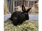 Adopt Heath a American / Mixed (short coat) rabbit in Toms River, NJ (37354968)