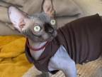 Bambino Sphynx Female Cat