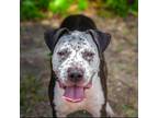 Adopt Fella a Black Australian Cattle Dog / Mixed dog in Allen, TX (35078511)