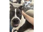 Adopt Smiley and Parrot a Black - with White Boxer / Rat Terrier / Mixed dog in