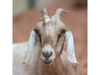 Adopt Gizelle a Goat farm-type animal in Kanab, UT (36592090)