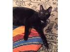 Adopt Myrtle a All Black Domestic Shorthair (short coat) cat in Sudbury
