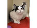 Adopt Molly a Black & White or Tuxedo Domestic Shorthair (short coat) cat in