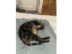 Adopt Marlowe a Gray, Blue or Silver Tabby Domestic Shorthair cat in New York