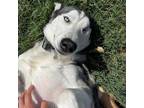 Adopt Odin PS a Gray/Silver/Salt & Pepper - with Black Siberian Husky / Mixed