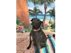Adopt Shadow a Labrador Retriever / Mixed dog in Newnan, GA (37487572)