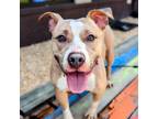 Adopt Raya a Mixed Breed (Medium) / Mixed dog in Douglasville, GA (37487076)