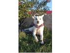 Adopt Alaska a White Carolina Dog / Mixed dog in Chula Vista, CA (37423898)