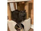 Adopt Sheba a Gray or Blue Domestic Mediumhair (medium coat) cat in Temecula