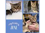 Adopt June a Brown Tabby Domestic Shorthair (short coat) cat in Arlington/Ft
