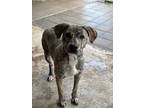 Adopt Luna a Brindle Catahoula Leopard Dog / Black Mouth Cur / Mixed dog in