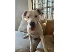 Adopt Spot a White American Pit Bull Terrier / American Staffordshire Terrier /