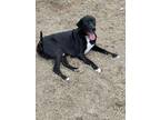 Adopt Danner a Black - with White Great Dane / Labrador Retriever / Mixed dog in