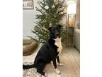 Adopt Fisher a Black - with White Border Collie / German Shepherd Dog / Mixed